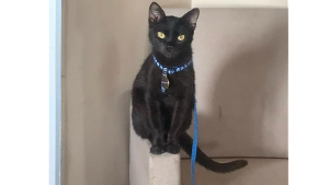 Lost Pet: Salém