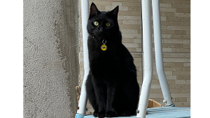 Lost Pet: Sam
