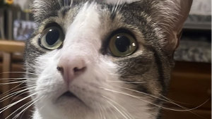 Lost Pet: Katiele