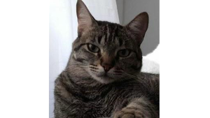 Lost Pet: Leãozinho