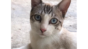 Lost Pet: Pitico