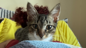 Lost Pet: Lero