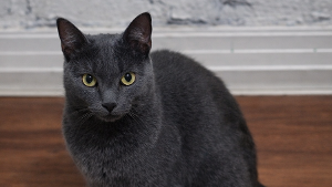 Lost Pet: Bela