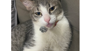 Lost Pet: Pipoca