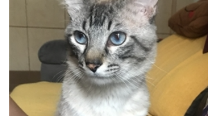 Lost Pet: Bartholomeu