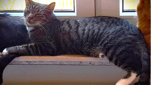 Lost Pet: Harry