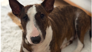 Lost Pet: Maia