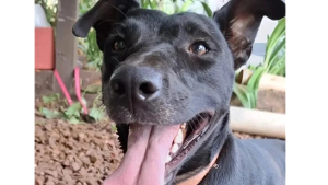 Lost Pet: Perola