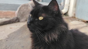 Lost Pet: Salém