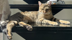 Lost Pet: Tremzinho / Trem