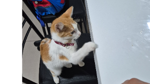 Lost Pet: Tom