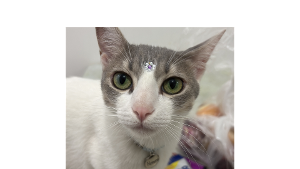 Lost Pet: Hemera