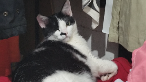 Lost Pet: Rubi