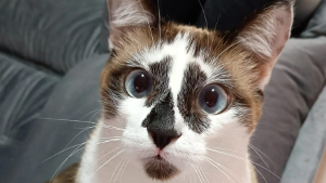 Lost Pet: LEO