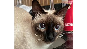 Lost Pet: Alice