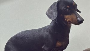 Lost Pet: Loly