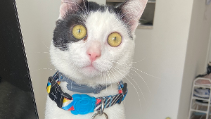 Lost Pet: CICERO POLICARPO