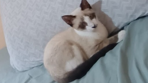 Lost Pet: Nandinho