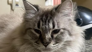 Lost Pet: Brisa