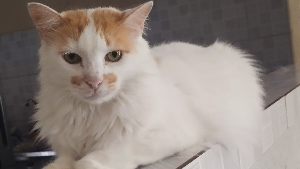 Lost Pet: Ângelo