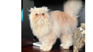 Lost Pet: Mila