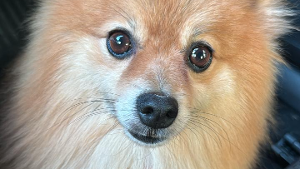 Lost Pet: Koda
