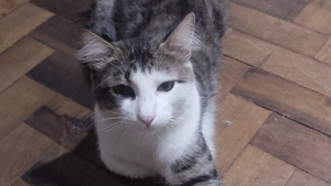 Lost Pet: Puma