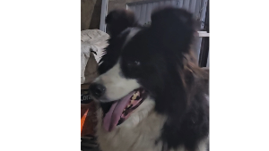 Lost Pet: Max