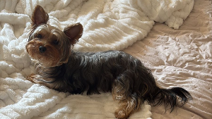 Lost Pet: Romeu