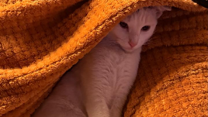Lost Pet: Page