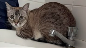 Lost Pet: Isis