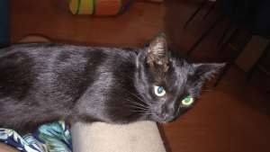 Lost Pet: Valentim