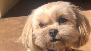 Lost Pet: Zoe