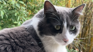 Lost Pet: Galileu