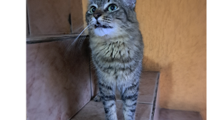 Lost Pet: Valdo
