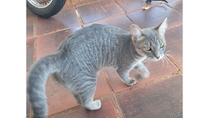 Lost Pet: Luna