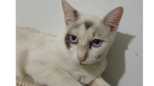 Lost Pet: Jade
