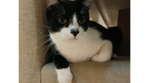 Lost Pet: Nagô