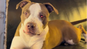 Lost Pet: Pandora