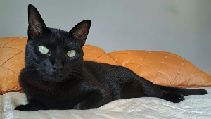 Lost Pet: Mintsia