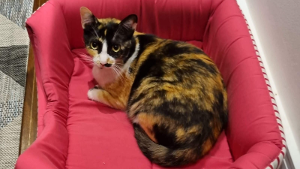 Lost Pet: Panty
