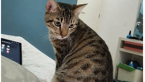 Lost Pet: Jhorge