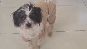 Lost Pet: Luke
