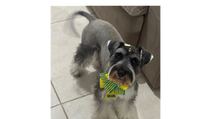 Lost Pet: Mel