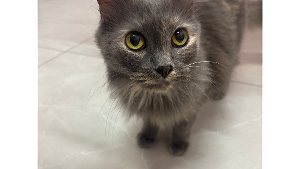 Lost Pet: Mel