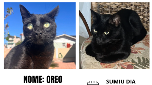 Lost Pet: Oreo