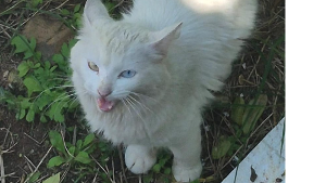 Lost Pet: Éden