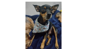 Lost Pet: Severino