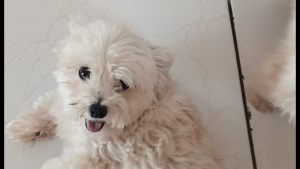 Lost Pet: Mel
