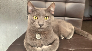 Lost Pet: Zeca